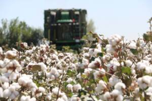 ’Beyaz altın’ üretiminde sevindiren hareketlilik