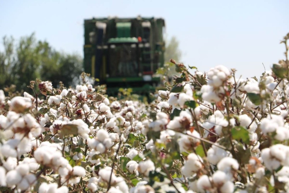 ’Beyaz altın’ üretiminde sevindiren hareketlilik