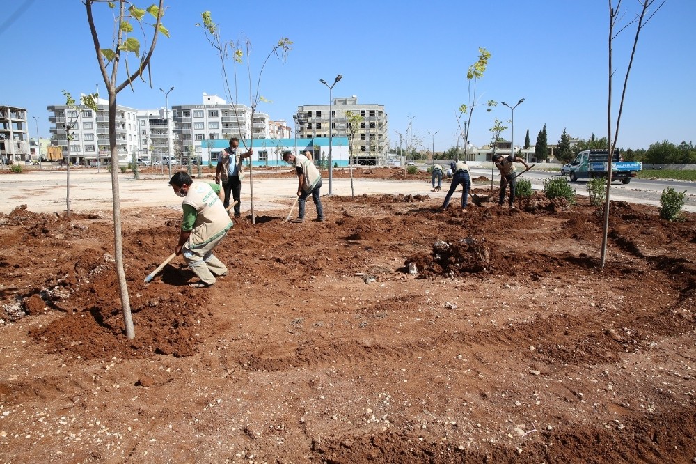 Haliliye’de parklar ağaçlandırılıyor