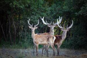 Hayvanları Koruma Günü’nde 230 STK’dan ortak çağrı: