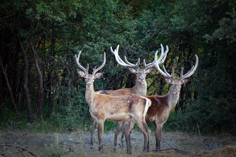 Hayvanları Koruma Günü’nde 230 STK’dan ortak çağrı: