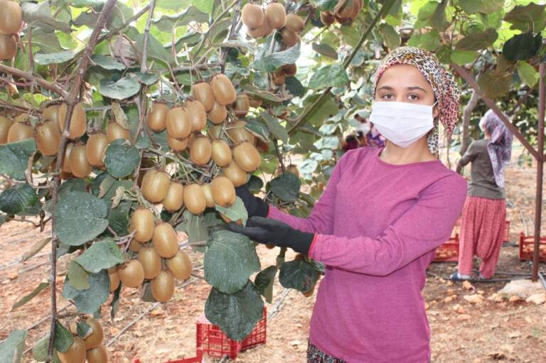 İthal olarak tükettikleri kiviyi şimdi kendileri yetiştiriyor