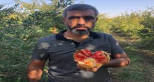 Suruç’ta nar hasadı başladı