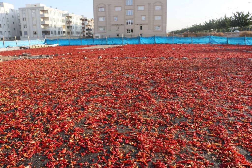 Şanlıurfa’da isot üreticileri yer tahsisi bekliyor