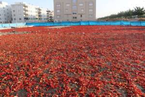 Şanlıurfa’da isot üreticileri yer tahsisi bekliyor