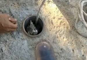 Şanlıurfa’da Atık su borusuna sıkışan yavru kedi kurtarıldı