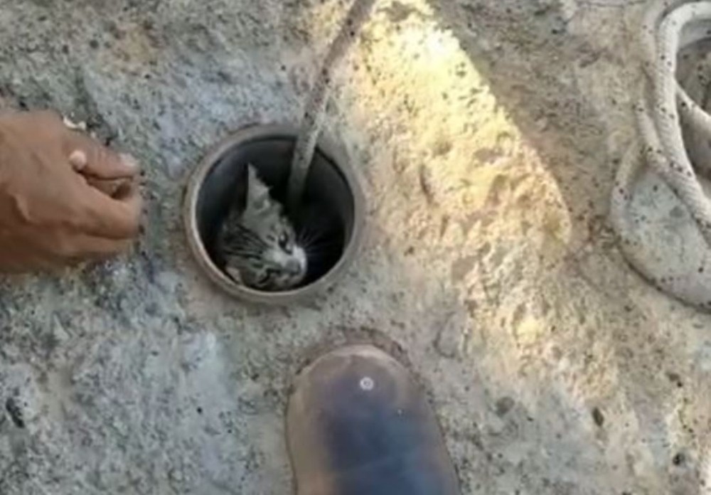 Şanlıurfa’da Atık su borusuna sıkışan yavru kedi kurtarıldı