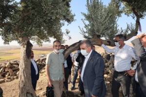 Şanlıurfa’da bin 350 yıllık zeytin ağacı bulundu