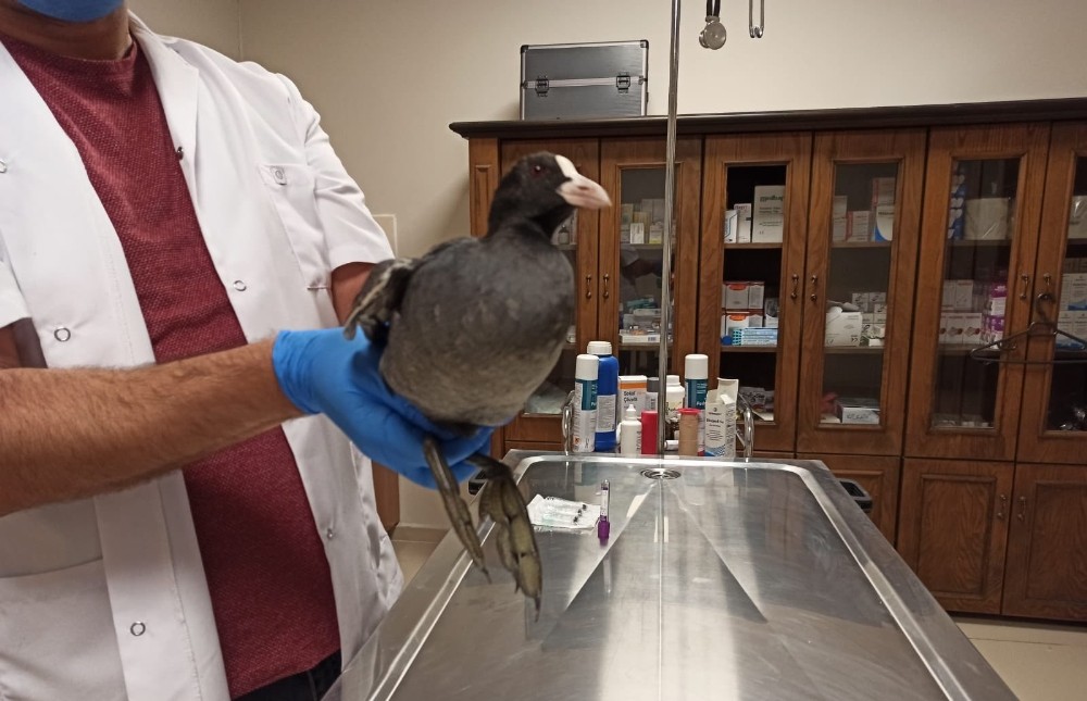 Şanlıurfa’da Bitkin bulunan sakarmeke kuşu tedavisinin ardından doğaya salındı