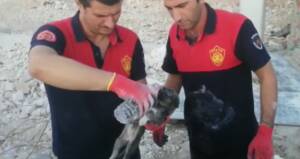 Şanlıurfa’da çöken toprağın altında kalan yavru köpek kurtarıldı