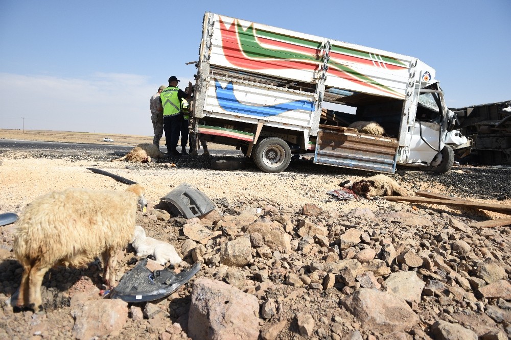 Şanlıurfa’da Hayvan yüklü 2 kamyonet kafa kafaya çarpıştı