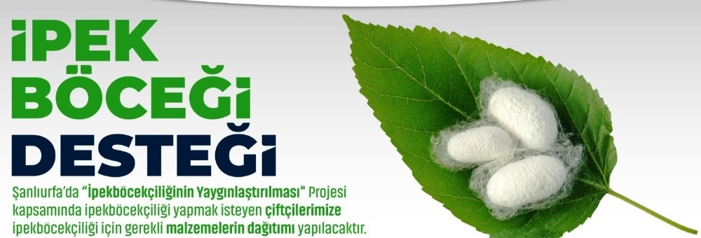 Şanlıurfa’da ipek böcekçiliğinin yaygınlaştırılmasına destek