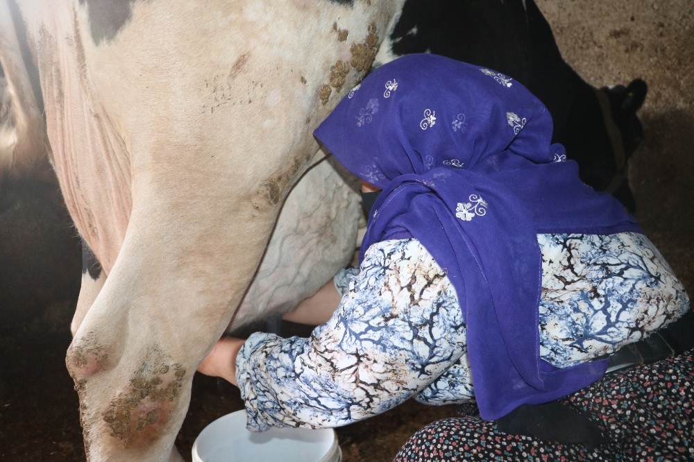 Şanlıurfa’da Mikro kredi ile aldığı inek geçim kaynağı oldu