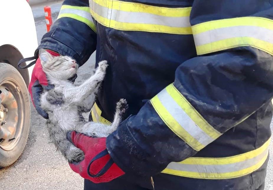 Şanlıurfa’da Otomobilin motor kısmına sıkışan kedi kurtarıldı