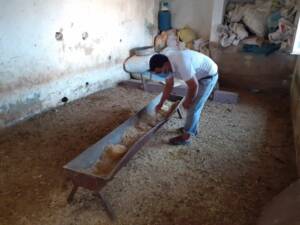 Şanlıurfa’da Tek geçim kaynağı olan hayvanları çalındı