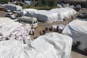 Şanlıurfa’da Yeşil altında yüksek rekolte üreticiyi çaresiz bıraktı