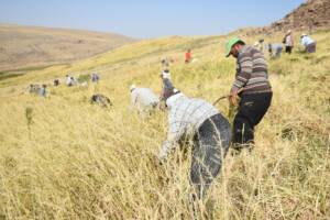 Siverek’te çeltik hasadına başlandı