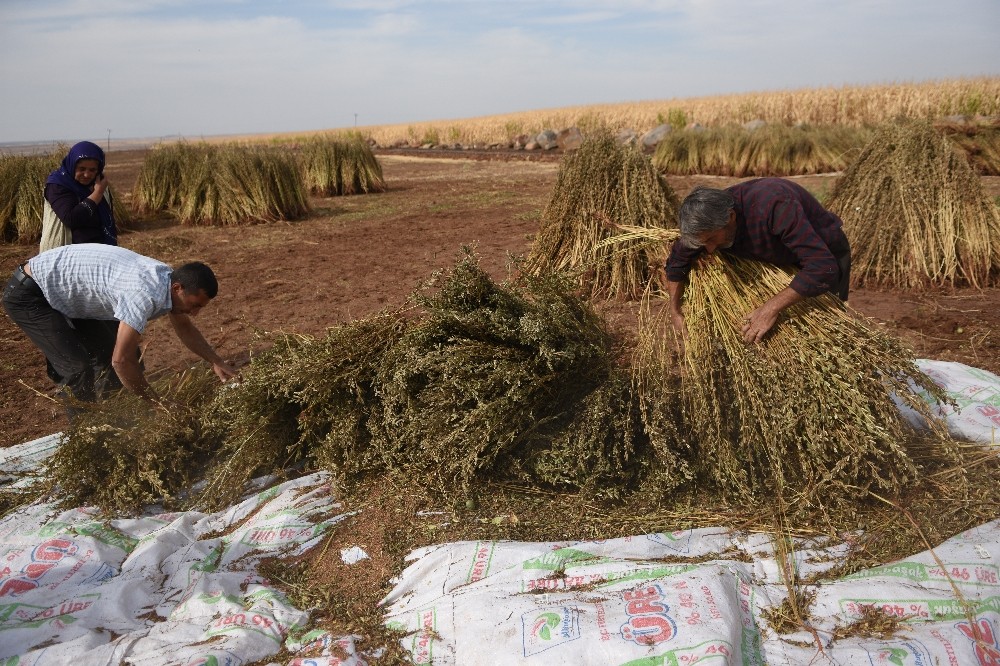 Siverek’te susam hasadı başladı