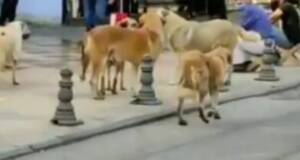 Şanlıurfa’nın göbeğinde başıboş köpekler!