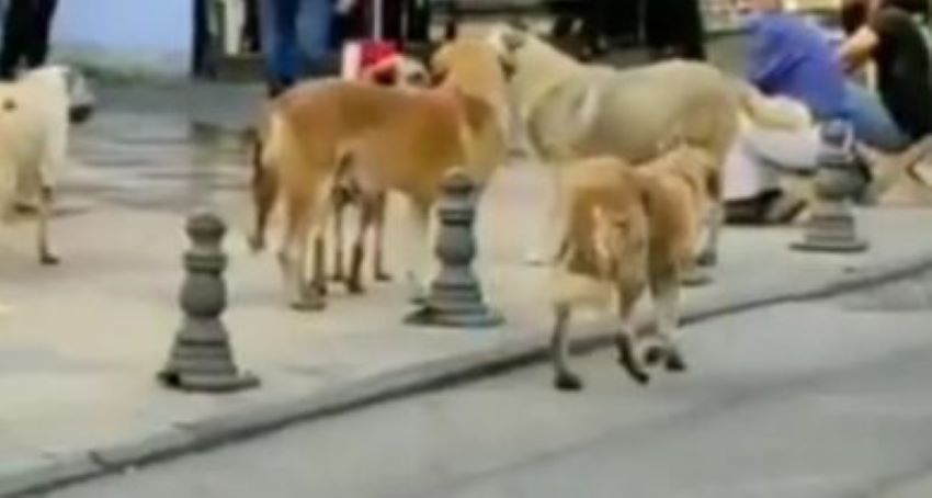 Şanlıurfa’nın göbeğinde başıboş köpekler!