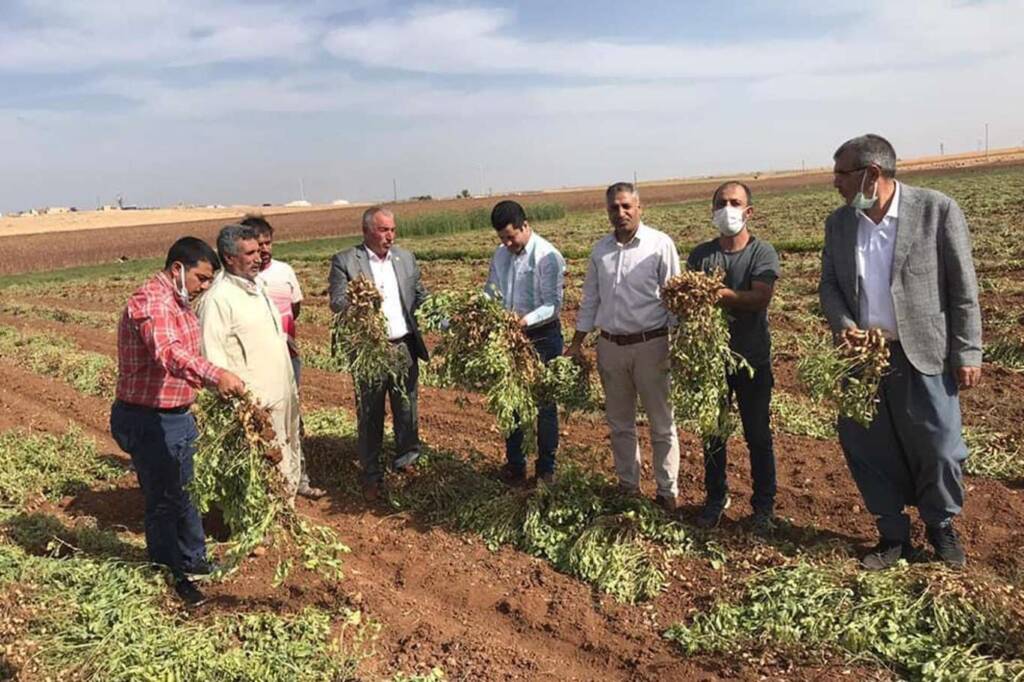 Viranşehir’de ilk defa yer fıstığı yetiştirildi