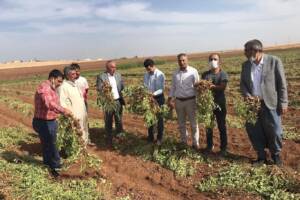 Viranşehir’de ilk defa yer fıstığı yetiştirildi