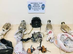 Yırtıcı kuş kaçakçıları Urfa’ya kaçarken suçüstü yakalandı