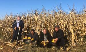 Şanlıurfa’da mısır tarlada kaldı