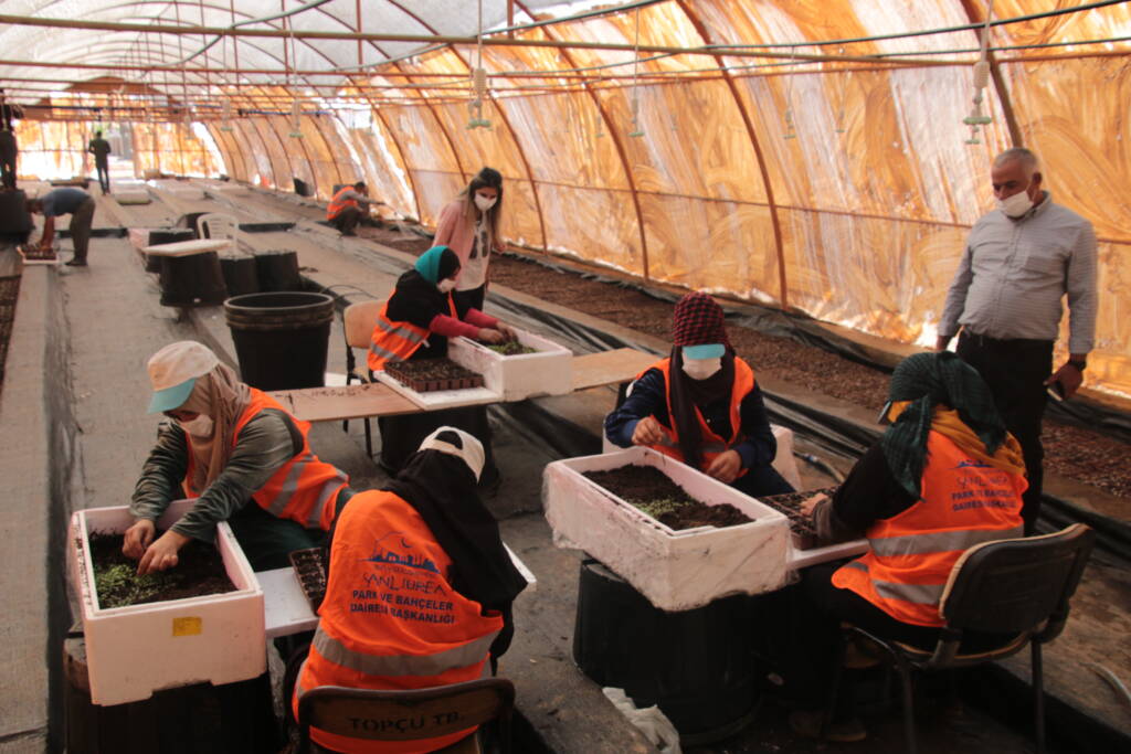 BÜYÜKŞEHİR İLK DEFA KENDİ ÇİÇEĞİNİ ÜRETİYOR