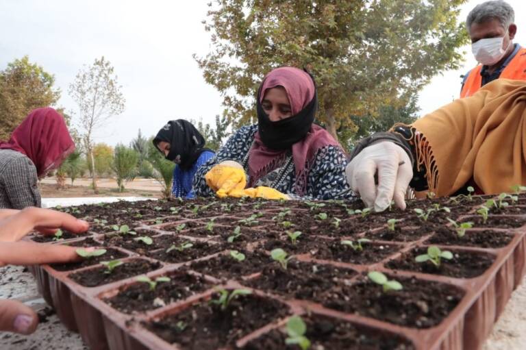 Şanlıurfa’da çiçek üretimi hız kazandı