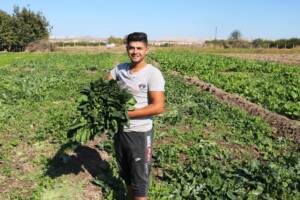 Şanlıurfa’da ıspanak hasadı başladı