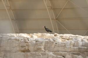 Şanlıurfa’da Kelaynaklarda rekor üreme yaşandı