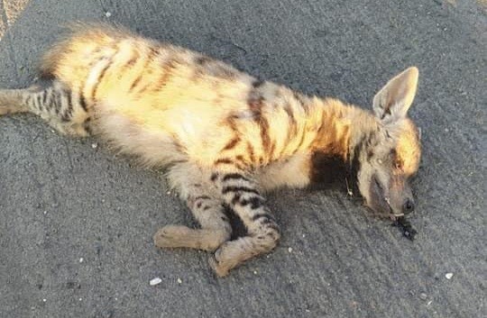 Şanlıurfa’da Nesli tükenme tehlikesi altında olan sırtlan kazada telef oldu