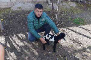 Şanlıurfa’da “Allah” lafzı yazılı kuzu ilgi odağı oldu