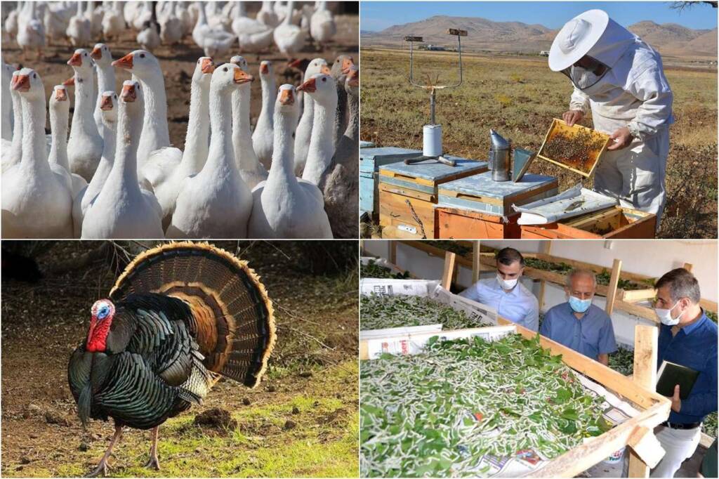 Arıcılık ipek böcekçiliği kaz ve hindi yetiştiricilerine destek verilecek
