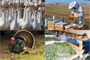 Arıcılık ipek böcekçiliği kaz ve hindi yetiştiricilerine destek verilecek