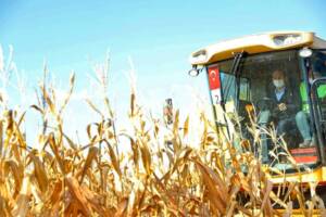 Bakan Soylu Şanlıurfa’da biçerdöverle mısır hasadı yaptı