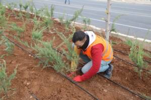 Şanlıurfa baharla birlikte rengarenk çiçekler açacak