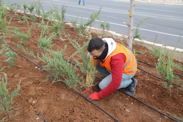 Şanlıurfa baharla birlikte rengarenk çiçekler açacak