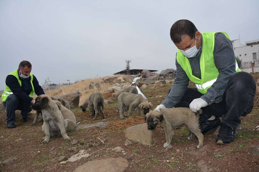 Şanlıurfa’da sokak hayvanları unutulmadı