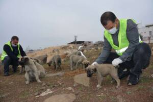 Şanlıurfa’da sokak hayvanları unutulmadı