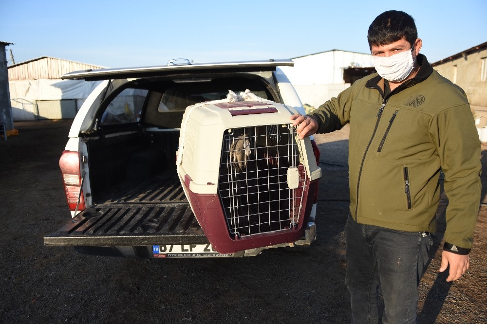 Şanlıurfa’da çiftliğe sığınan yaralı turna tedavi altına alındı