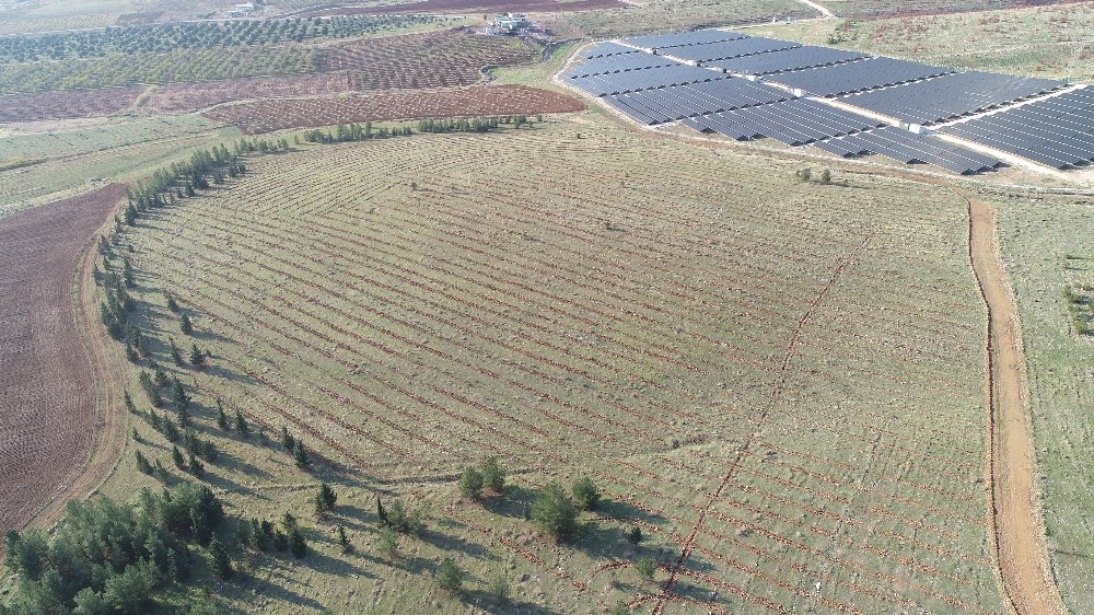 Şanlıurfa’da evlenen çiftler için fidan dikim etkinliği
