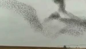 Şanlıurfa’da Kuşların gökyüzündeki muhteşem dansı