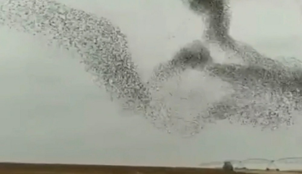 Şanlıurfa’da Kuşların gökyüzündeki muhteşem dansı