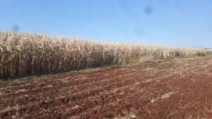 Şanlıurfa’da Mısır tarlasında alevlerin arasında kalan çocuk öldü