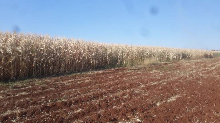 Şanlıurfa’da Mısır tarlasında alevlerin arasında kalan çocuk öldü