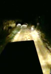 Şanlıurfa’da Mısır tarlasında domuz nöbeti