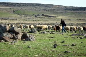 Şanlıurfa’da Sokağa çıkma kısıtlamasında çobanlar işlerinin başında