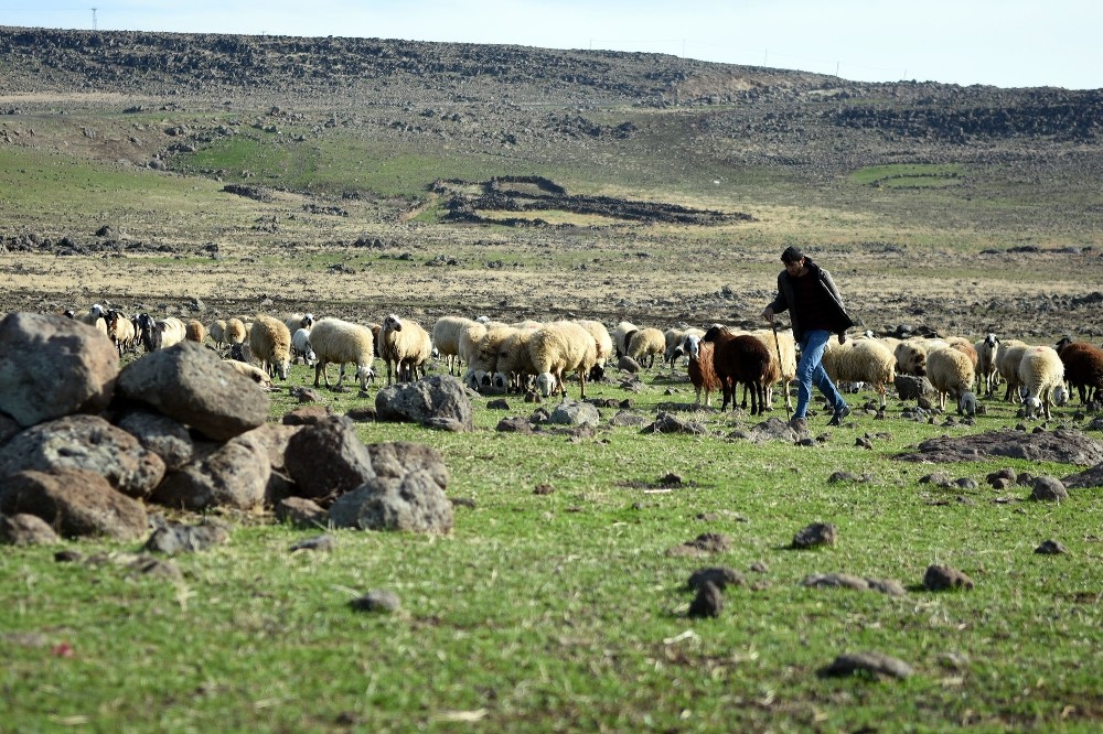 Şanlıurfa’da Sokağa çıkma kısıtlamasında çobanlar işlerinin başında